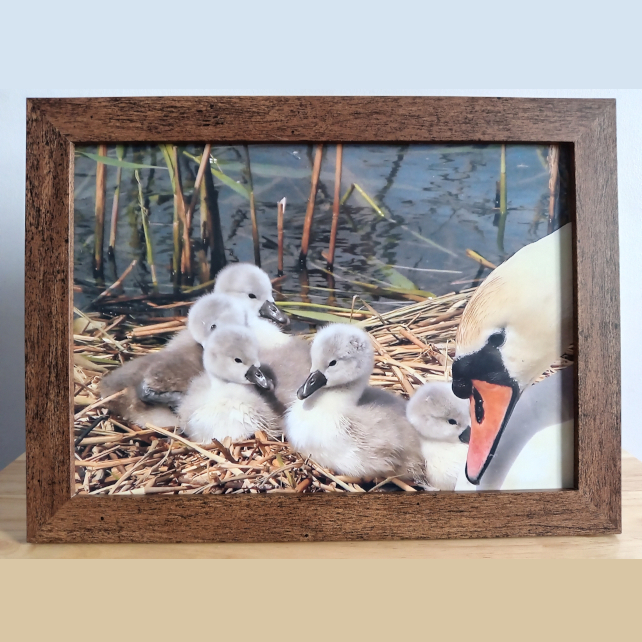 Swan on nest with cygnets