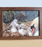 Swan on nest with cygnets