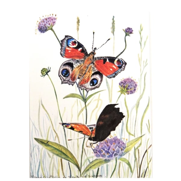 Framed Peacock Butterfly and Flowers Botanical Watercolour Original Painting