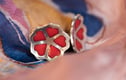 Hearts