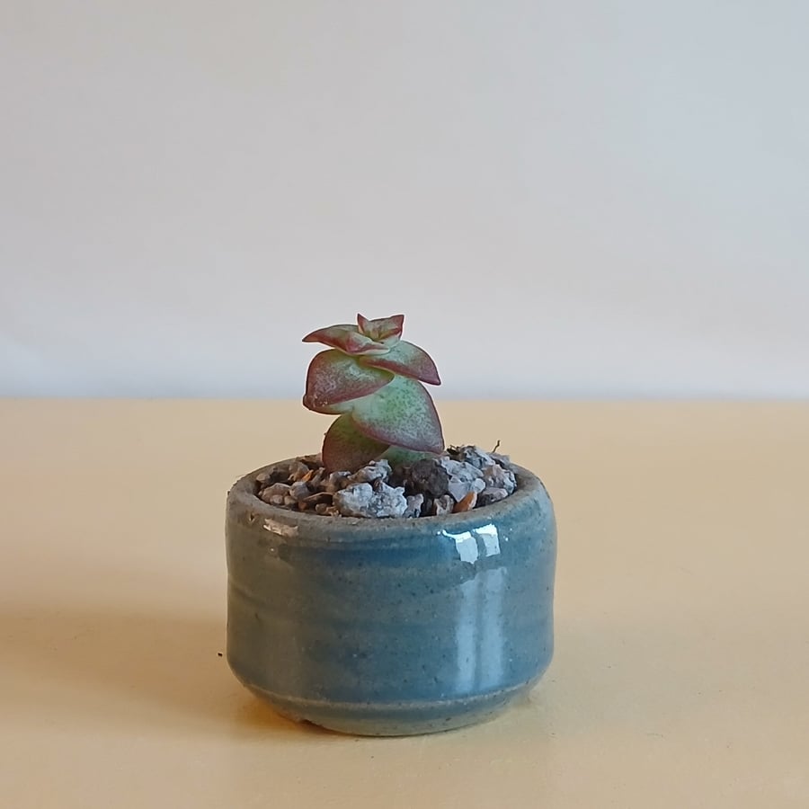 Succulent and cactus pot from series A