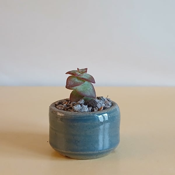 Succulent and cactus pot from series A
