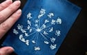 Cyanotypes