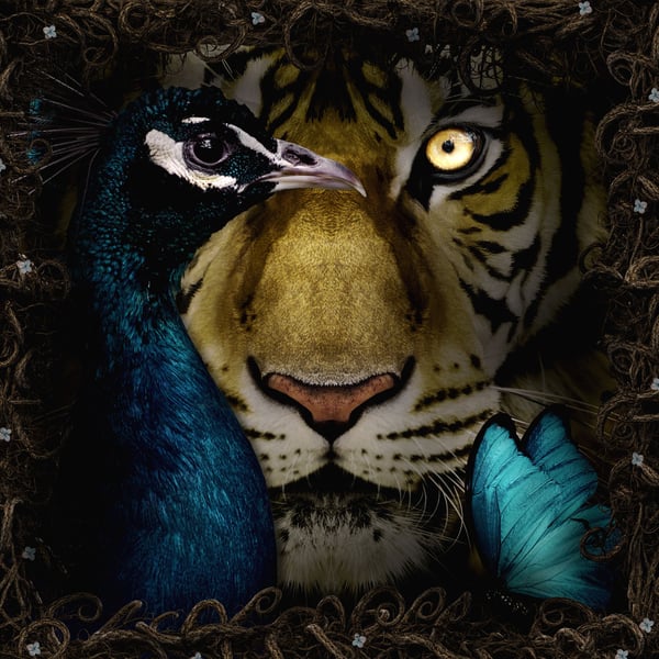 Tiger and Peacock Fine Art Print
