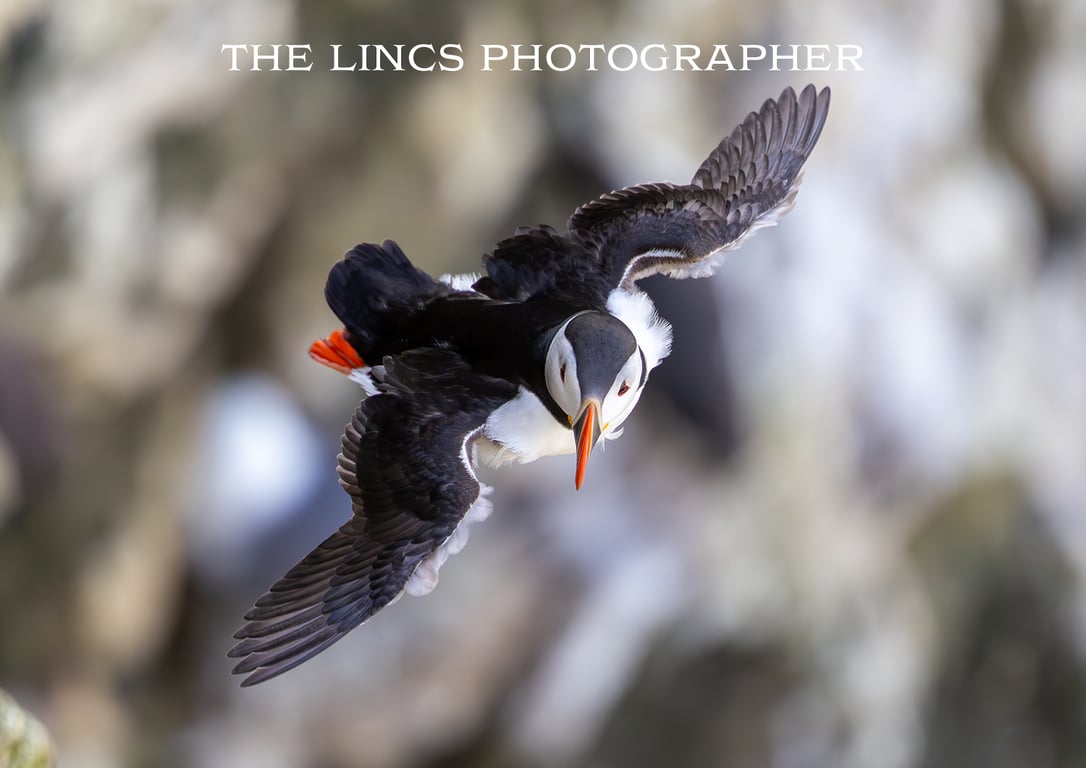 Puffin in flight print (Limited edition of 10)