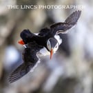Puffin in flight print (Limited edition of 10)