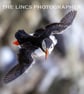 Puffin in flight print (Limited edition of 10)