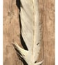 Feather Fairy - Image 8