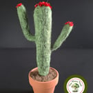 Flowering Cactus. Needle Felted with Wool Fibres. Real Terracotta Pot.