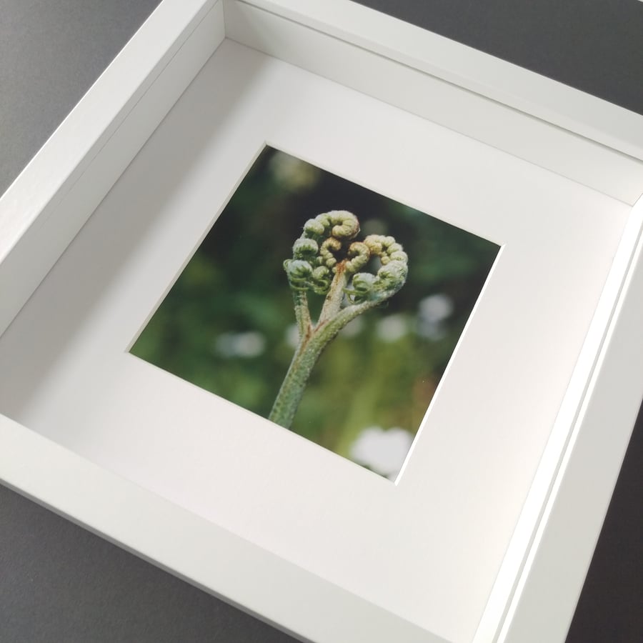 Fern Heart - Framed Photograph