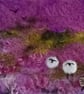 ,HIGHLAND SHEEP, handmade, original, needle felted wool picture  - Image 2