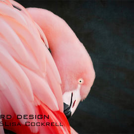 Exclusive Pink Flamingo Greetings Card