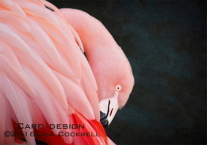 Exclusive Pink Flamingo Greetings Card