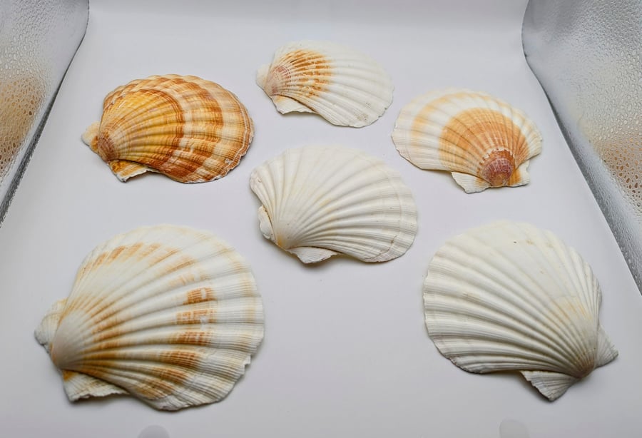 Set of 6 natural large scallop shells for crafting