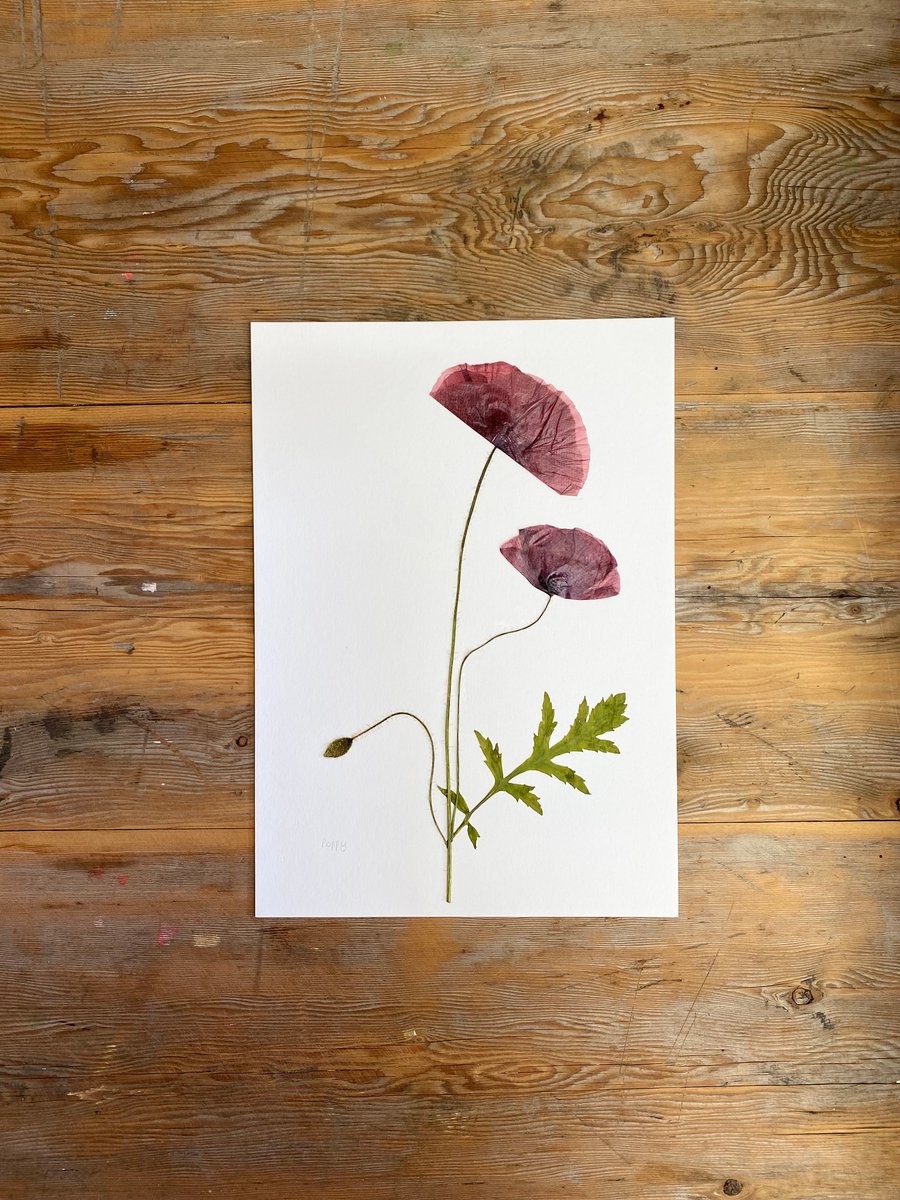 Pressed Poppy flowers - A4