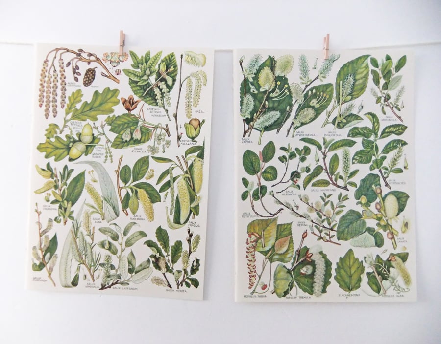 Botanical drawings - Folksy