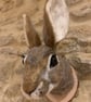 Handmade Faux Taxidermy Wild Rabbit Head