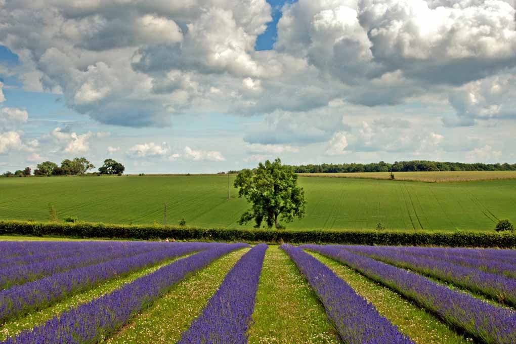 Lavender Field Purple Flowers Cotswolds Photograph Print