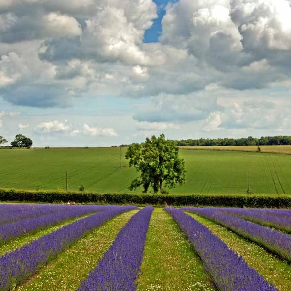 Lavender Field Purple Flowers Cotswolds Photograph Print