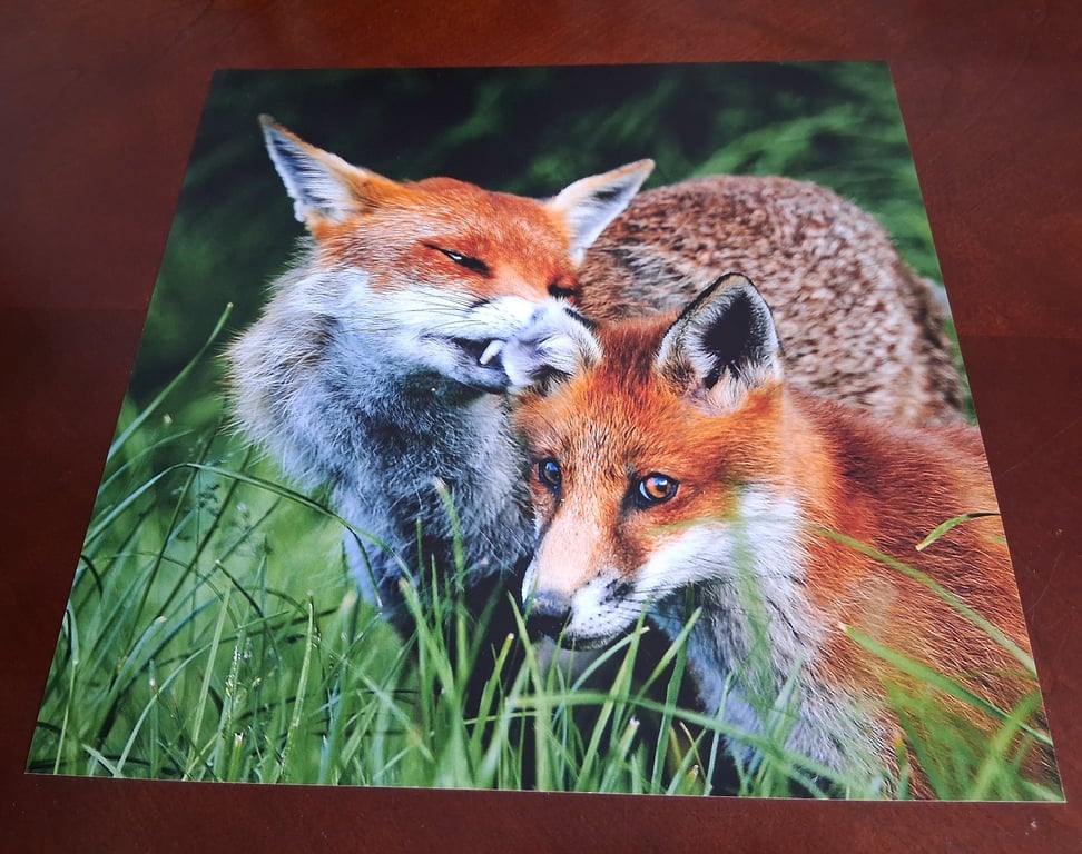 FOXES PLAYING PHOTOGRAPH 12x12