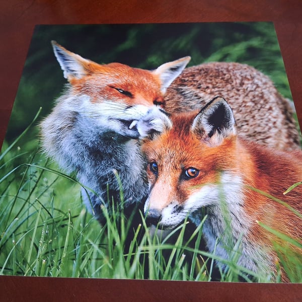 FOXES PLAYING PHOTOGRAPH 12x12
