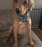 Welsh Scrunchie Dog Bandana size M - Image 4