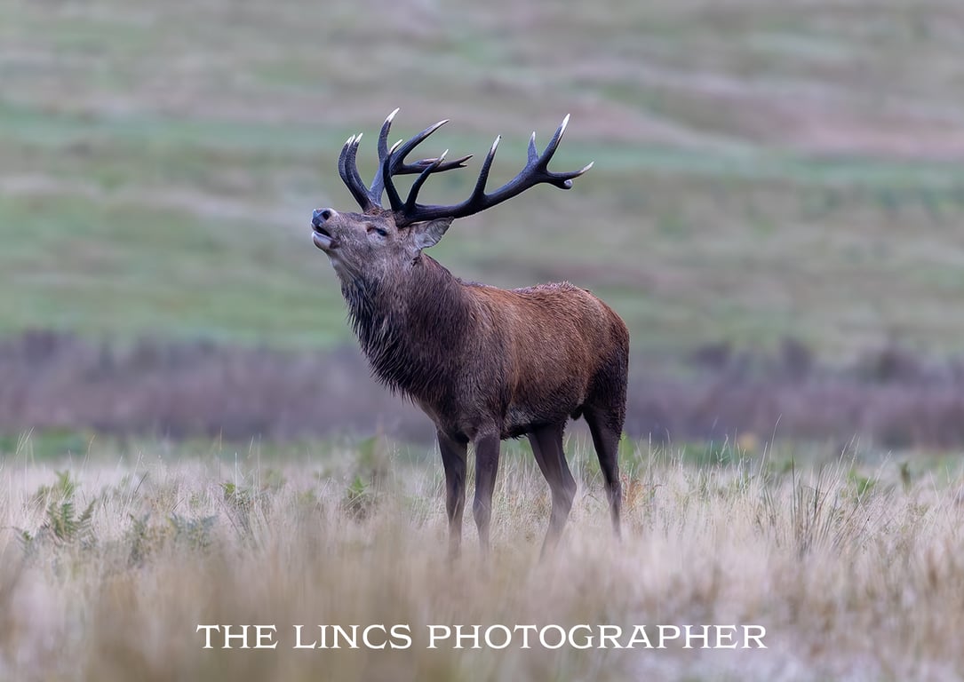 Red Stag print (Limited edition of 10)