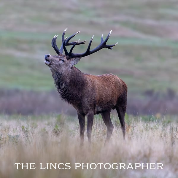 Red Stag print (Limited edition of 10)