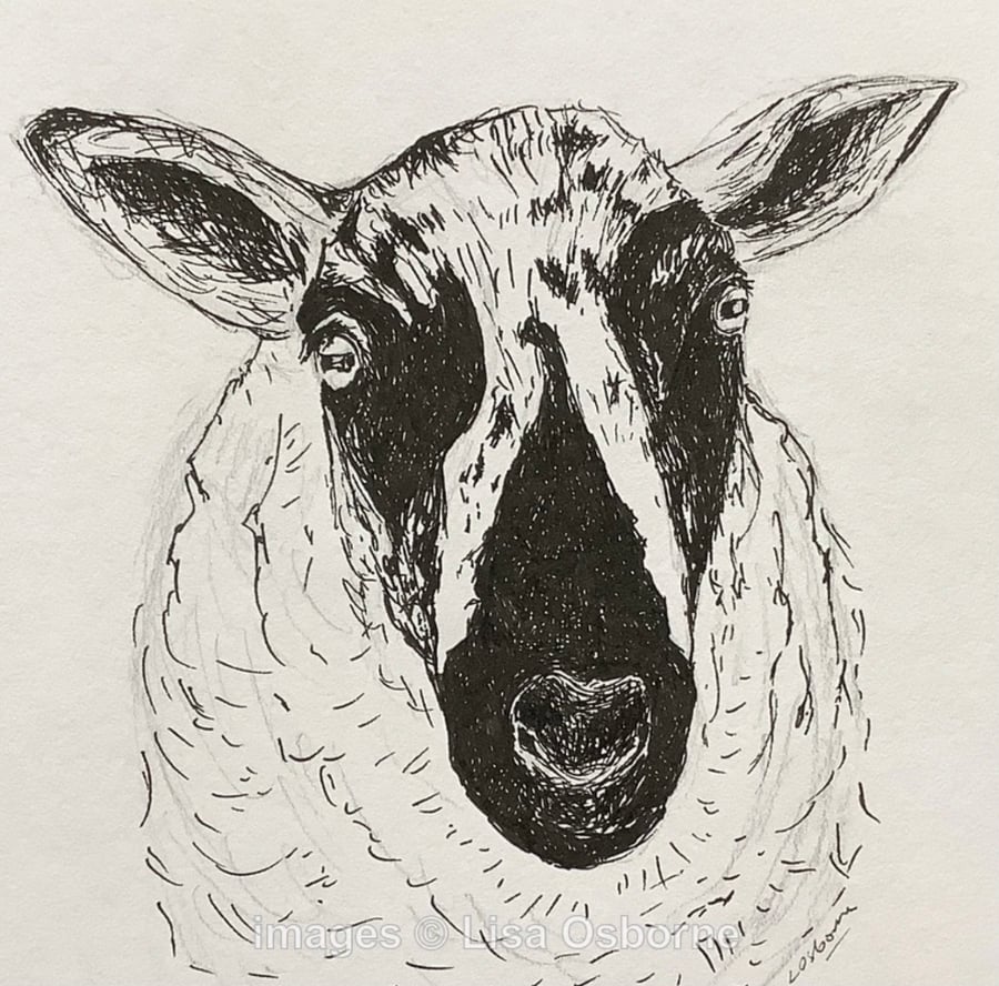 Speckled Face Sheep - pen and ink drawing. Farm animals.