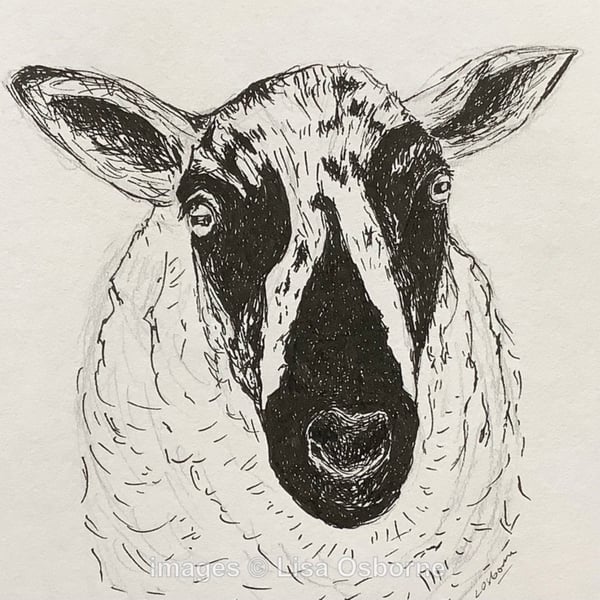 Speckled Face Sheep - pen and ink drawing. Farm animals.