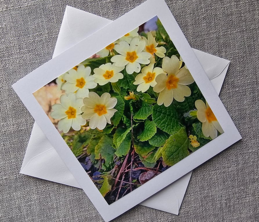 Primroses Large Square Photographic Card Size 6" x 6" (15cm x 15cm)