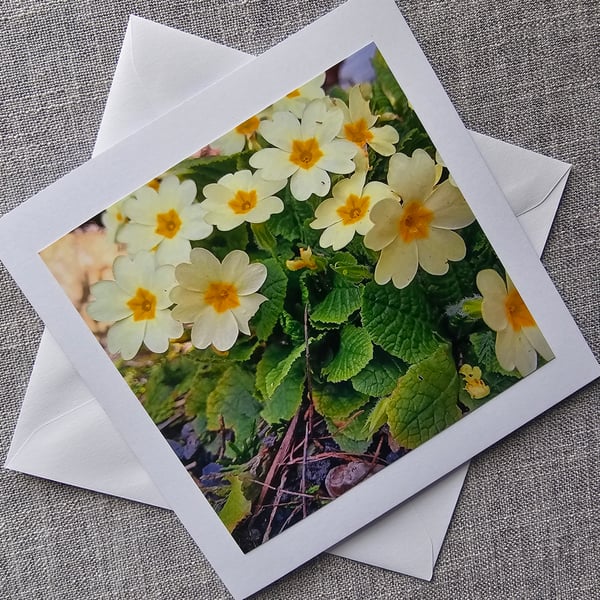Primroses Large Square Photographic Card Size 6" x 6" (15cm x 15cm)
