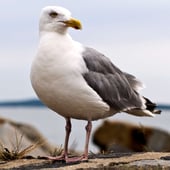 SeagullOfAnarchy