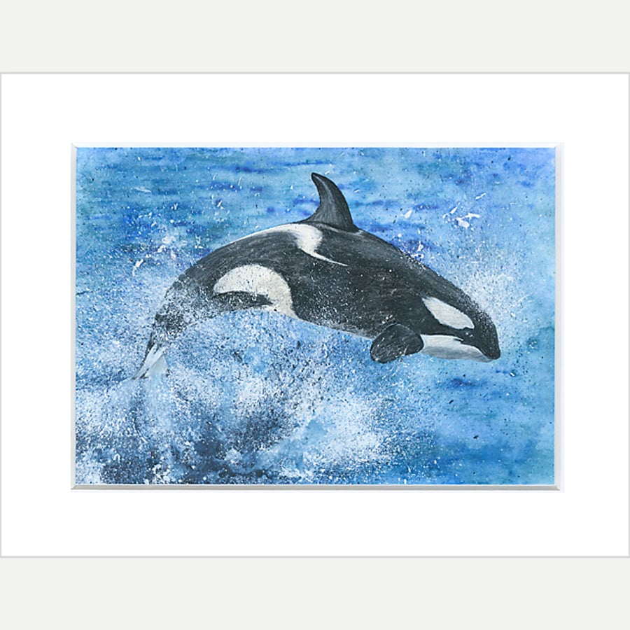  Mounted Giclée Print "Leaping Orca" 9" x 7"