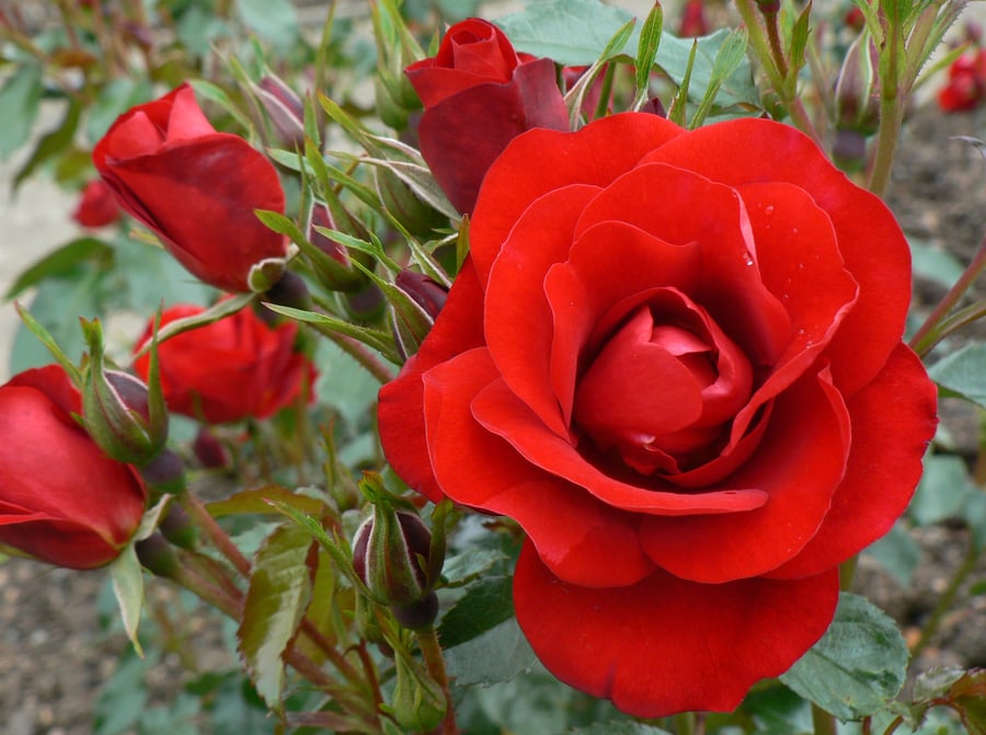 Velvet Red Roses