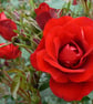 Velvet Red Roses
