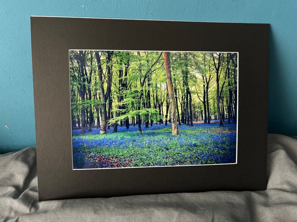 16x12 inch Black Mounted Print of Bluebells in Woods Oxfordshire