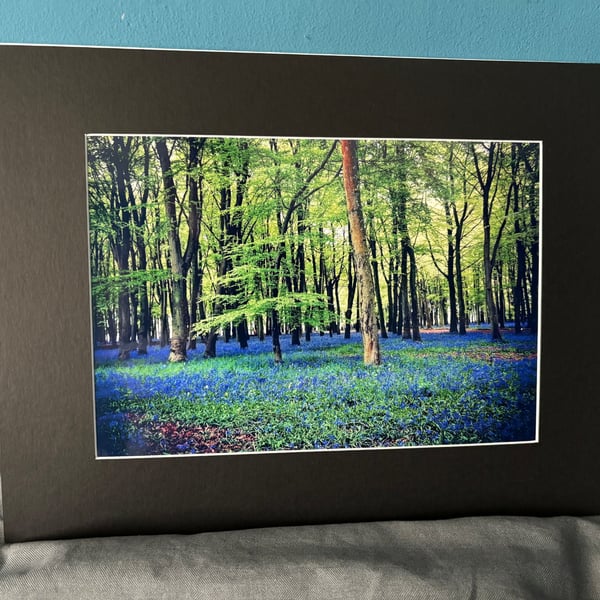 16x12 inch Black Mounted Print of Bluebells in Woods Oxfordshire