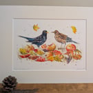 Apples for Breakfast (blackbirds eating windfall apples) an A4 or A3 print. 