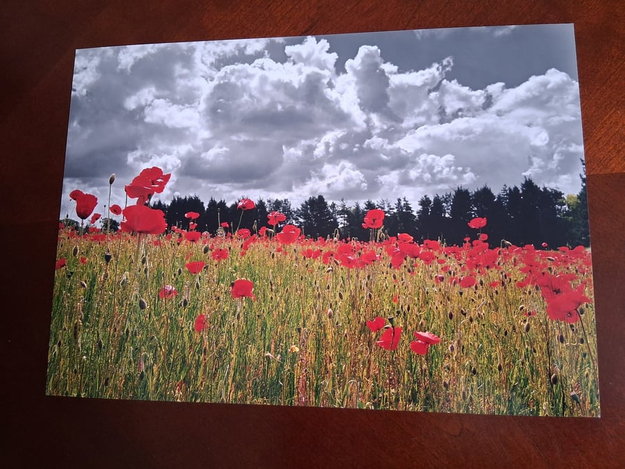 POPPY FIELD WITH A CLOUDY SKY