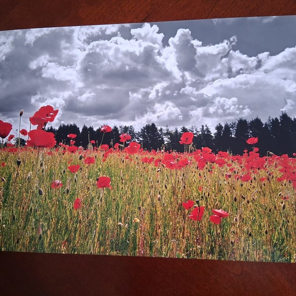 POPPY FIELD WITH A CLOUDY SKY