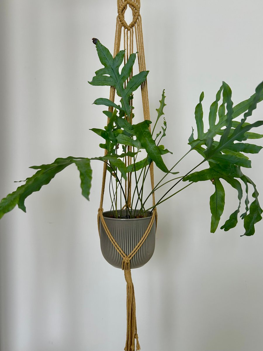 Handmade Macramé Plant Hanger - Ochre