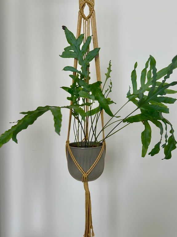 Handmade Macramé Plant Hanger - Ochre