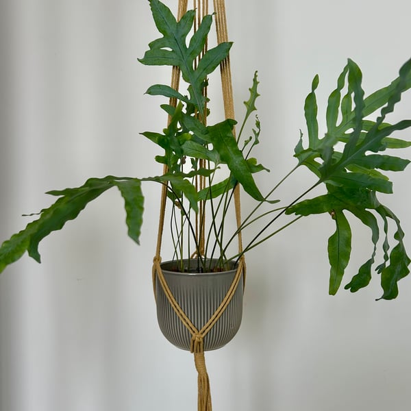 Handmade Macramé Plant Hanger - Ochre