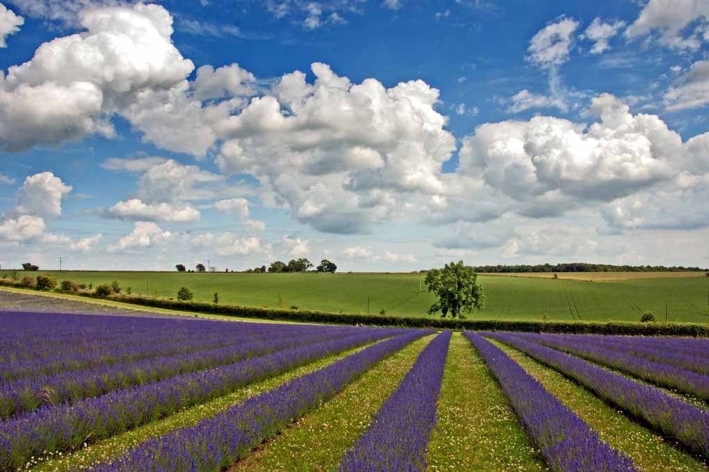 Lavender Field Purple Flowers Cotswolds Photograph Print