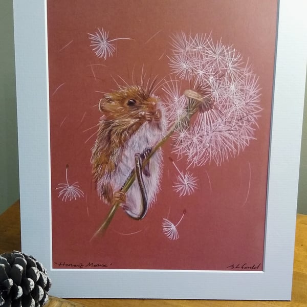 A quality signed print of an original drawing of a Harvest Mouse.