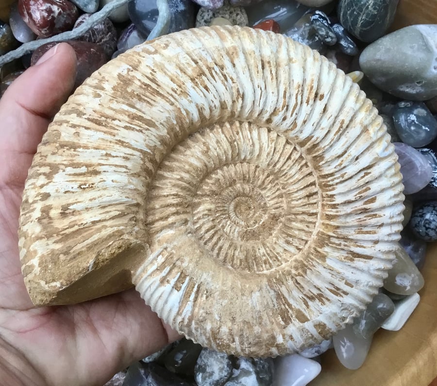 Substantial Super Ammonite Fossil Collectable for Display or Photography Prop.