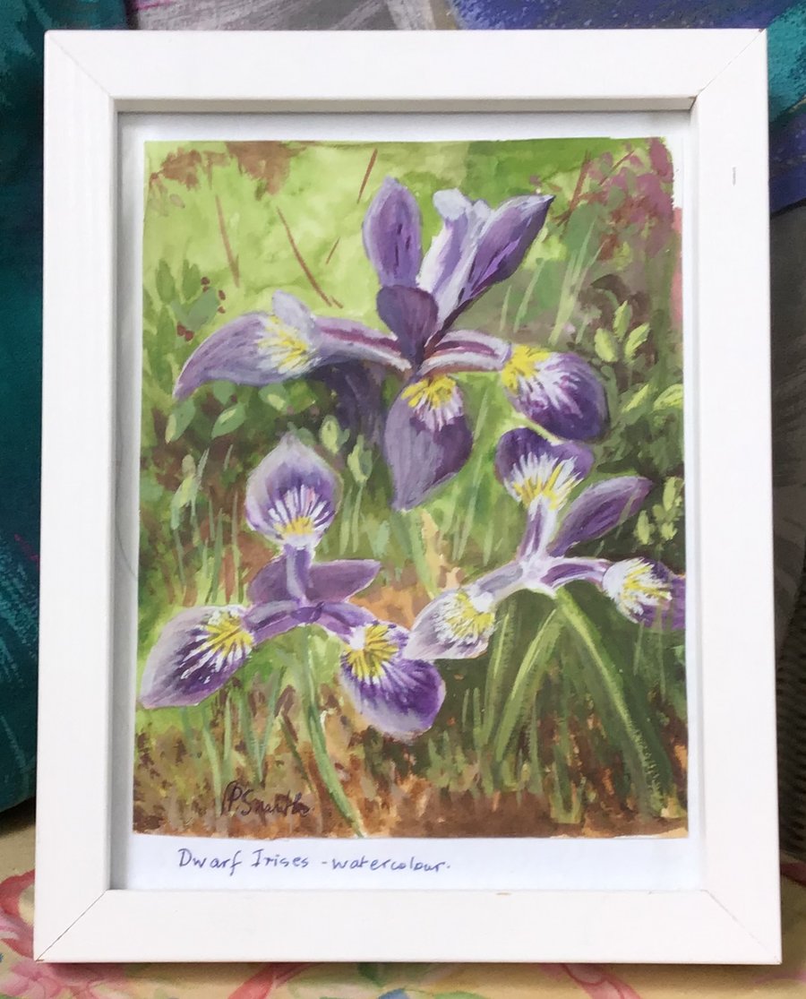 Original Watercolour, Painting of Dwarf Irises in a White Frame