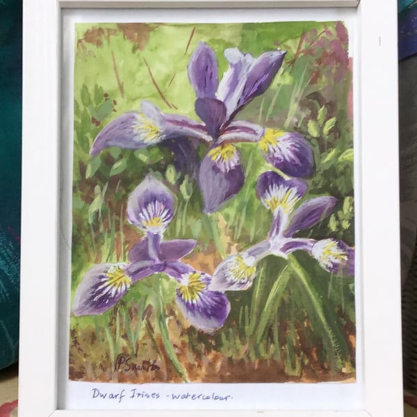 Original Watercolour, Painting of Dwarf Irises in a White Frame