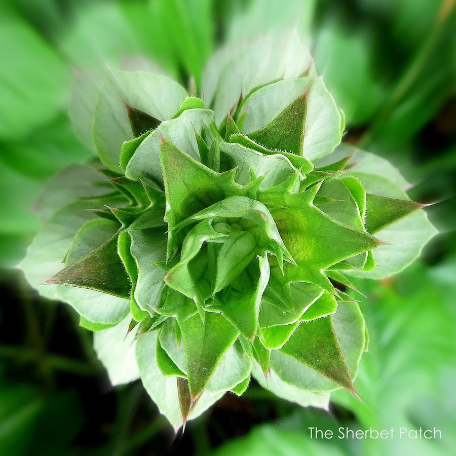 Green spirals.  A card left blank for your own message.